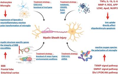 Myelin sheath injury and repairment after subarachnoid hemorrhage